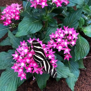 Meet your Posher, Erica